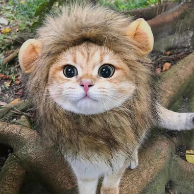 Lion Shaped cat hat