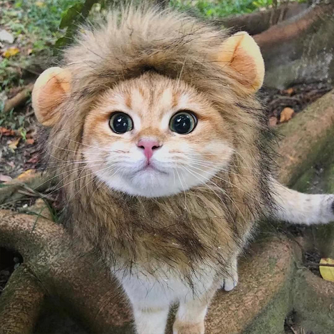 Lion Shaped cat hat