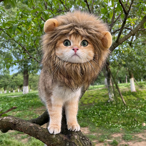 Lion Shaped cat hat