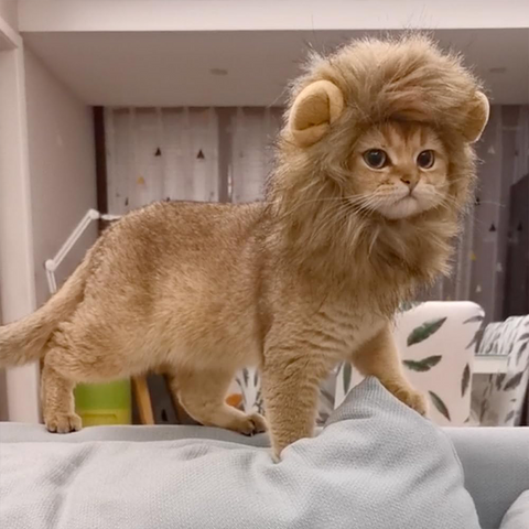 Lion Shaped cat hat