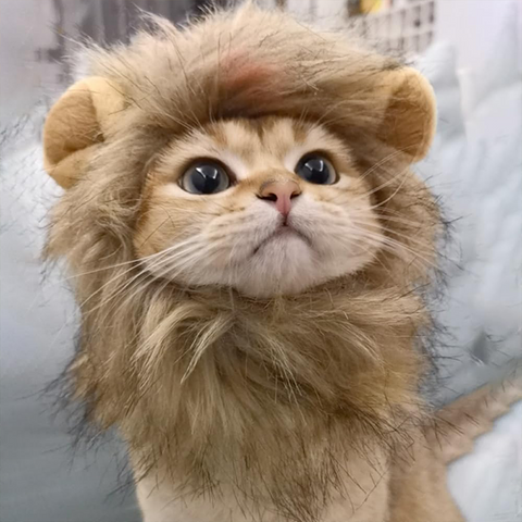 Lion Shaped cat hat
