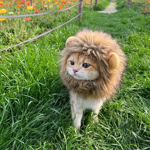 Lion Shaped cat hat