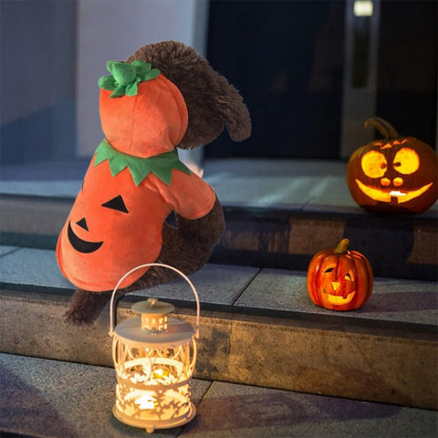 Halloween Pet Pumpkin Costume
