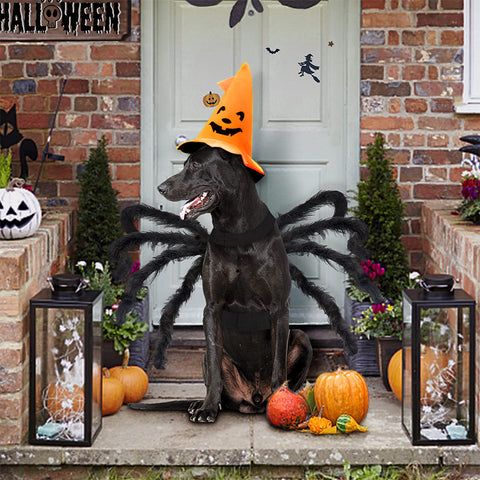 Dog Cat Spider Costume Halloween Decoration