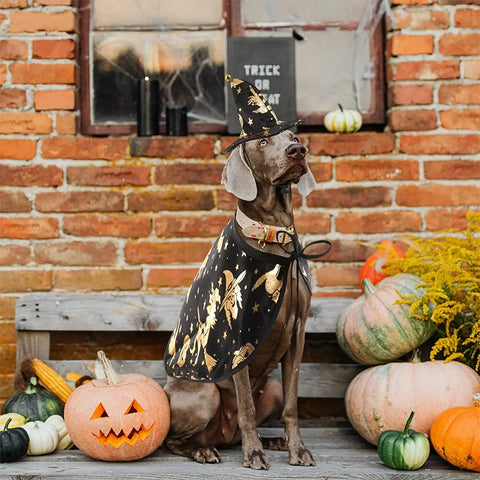 Dog Halloween Costume