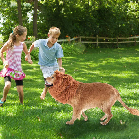 Lion Mane for Dogs