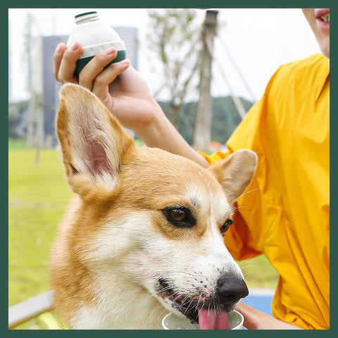 Portable Pet Water Bottle Outdoor