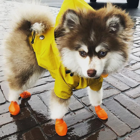 Dog Yellow Raincoat