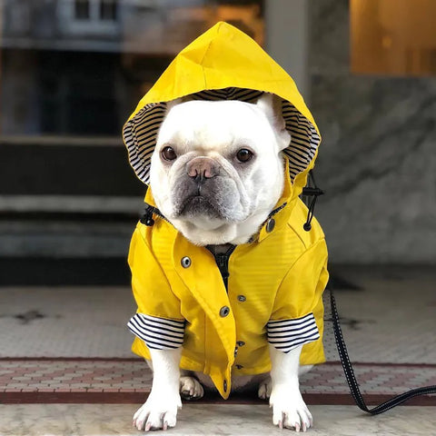 Dog Yellow Raincoat