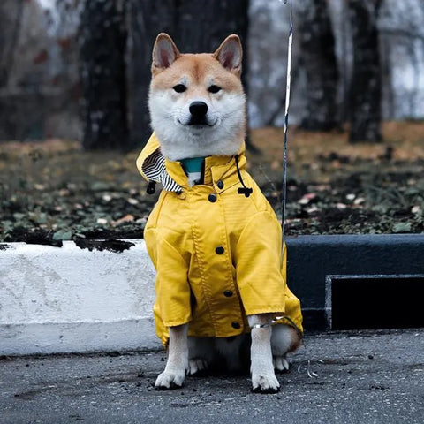 Dog Yellow Raincoat